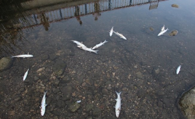 Antalya’da derede yüzlerce balık telef oldu