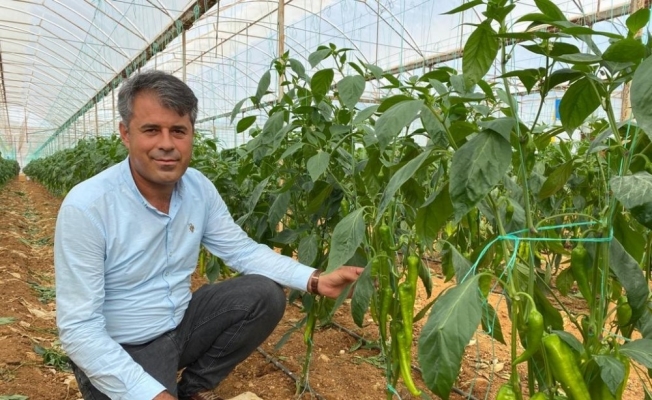 Antalyalı çiftçiler yerli ve milli tohumla üretiyor