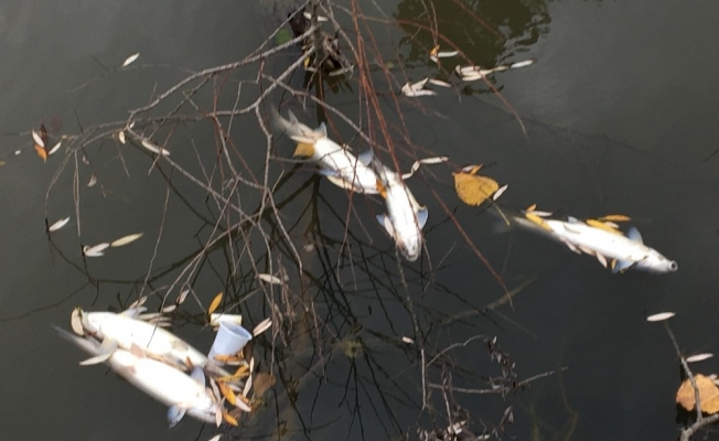 Bartın Irmağında kirlilik ve balık ölümleri yeniden başladı