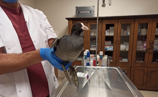 Bitkin bulunan sakarmeke kuşu tedavisinin ardından doğaya salındı