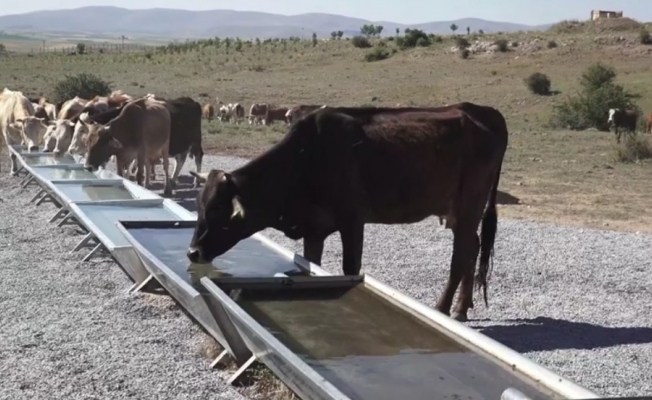 Büyükşehir’den kırsala hayvancılık desteği