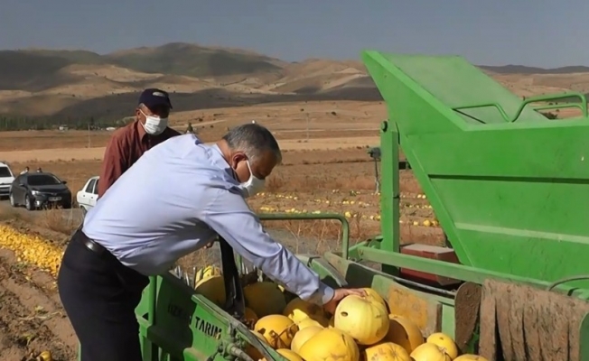 Develi’de kabak hasadı başladı