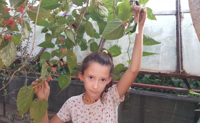 Fethiye’de Ekim ayında meyve veren dut ağacı şaşkınlık oluşturdu