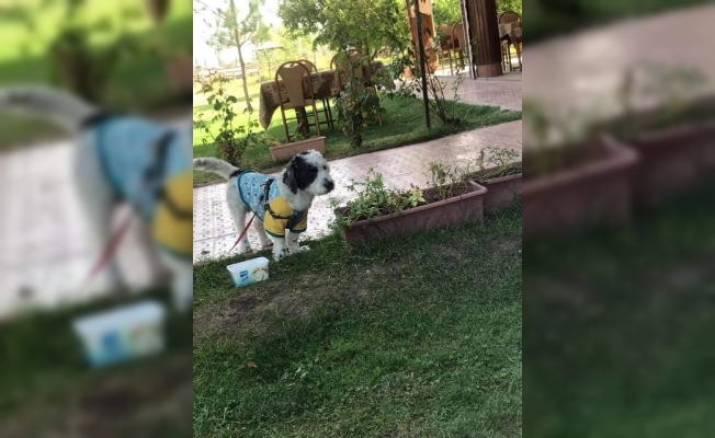 Kayıp olan Ahap’ı bulana ödül verilecek