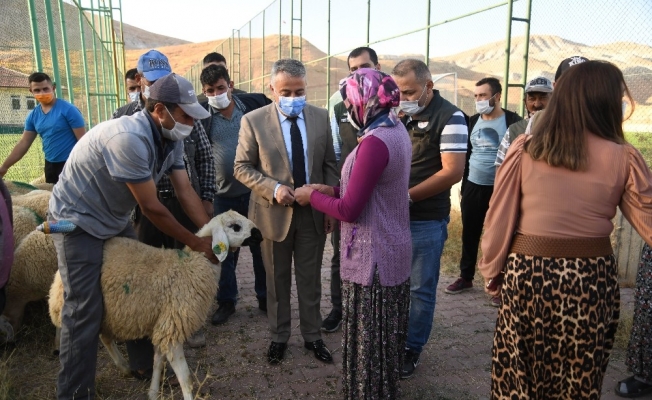 Kayseri’de damızlık koçların dağıtımına başlandı