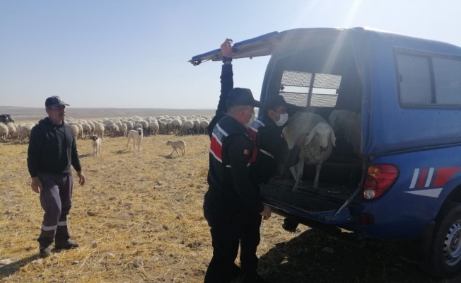 Küçükbaş hayvan hırsızları jandarmadan kaçamadı