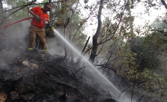 Mersin’de orman yangınında 2 hektar kızılçam zarar gördü
