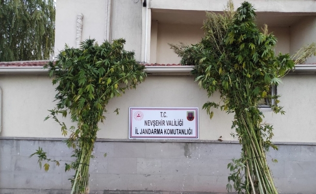 Özkonak’ta 94 kök Hint keneviri ele geçirildi