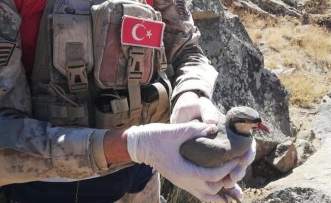 Tatvan’da 32 keklik kurtarılarak doğaya salındı