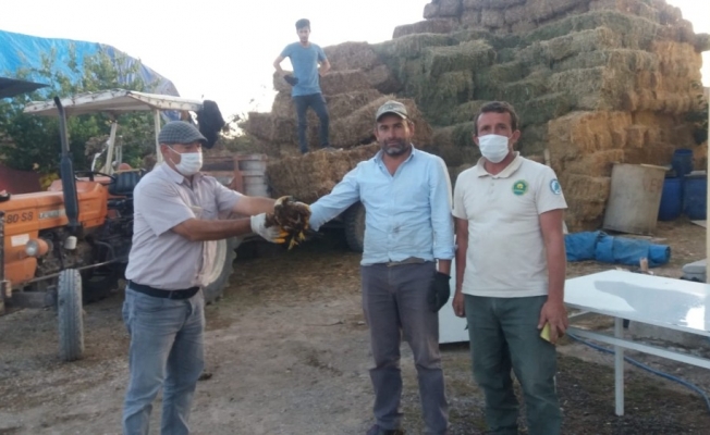 Yaralı bulunan kızıl şahin tedavi altına alındı