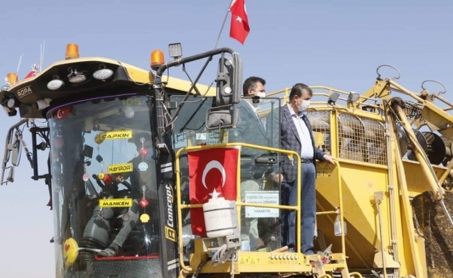 Yeşilhisar’da şeker pancarı hasadı