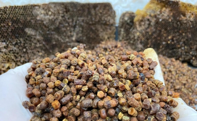 Afyonkarahisar Taşoluk’ta vitamin deposu ’arı ekmeği’ üretimi başladı