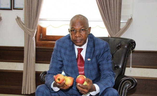 Amasya elmasına Afrika’dan talip çıktı