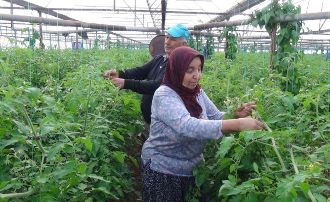 Antalya’da domates üreticisi kışa hazırlanıyor
