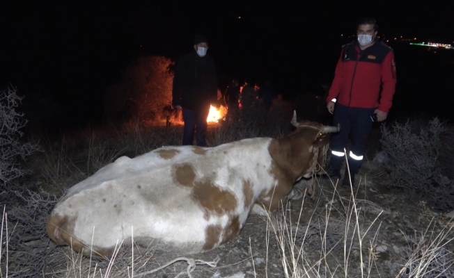 Ayağı kırılan inek dağda mahsur kaldı: Köylüler helikopterle kurtarılmasını istiyor
