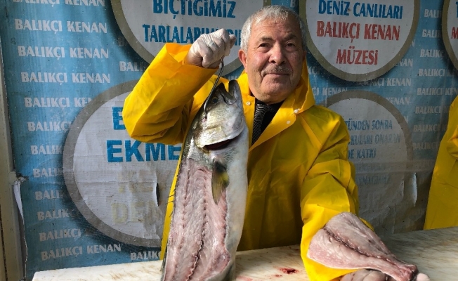Denizlerde kofana balığı bereketi: Fiyatı 200 liradan 80 liraya düştü