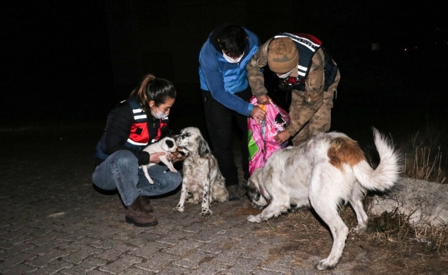 Jandarma soğukta aç kalan sokak hayvanlarını unutmadı