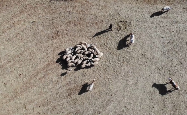 Kayıp koyun sürüsü drone ile bulundu