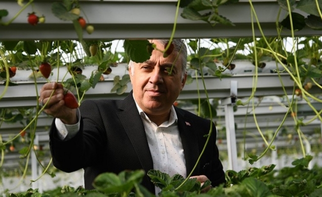 Kayseri Çilek Üretiminde zirveyi hedefliyor