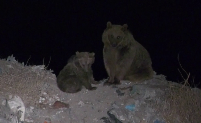 Kış uykusundan önce ayılar yiyecek bulmak için şehir çöplüğünün yolunu tutuyor