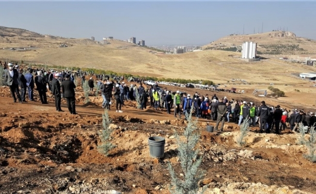Malatya’da fidan dikimi