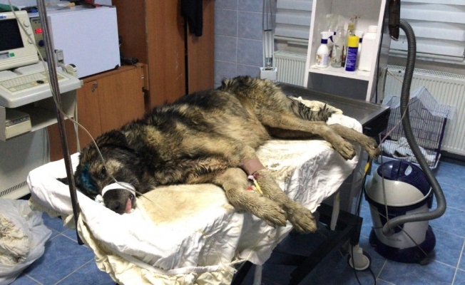 Su kuyusuna düşen köpeği belediye ekipleri kurtardı