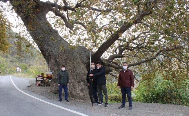 Tekirdağ’da 32 anıt ağaç tescil edildi