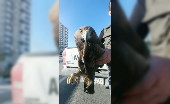 Yaralı kartal ve kızıl şahin tedavi altına alındı