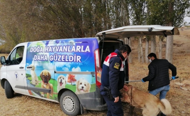 Yozgat’ta bahisle köpek dövüştüren 8 kişi gözaltına alındı