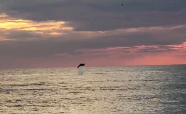 Alanya'da  turistlerin çekildiği sahiller yunuslara kaldı