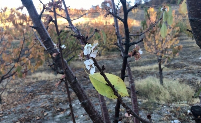 Amasya’da kiraz ağaçları mevsimi şaşırdı