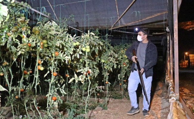 Çiftçilerin film sahnelerini aratmayan domates hırsızları nöbeti