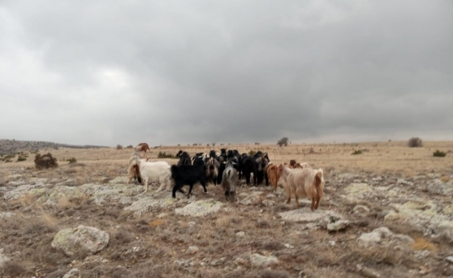 Jandarma kaybolan koyunları drone ile buldu