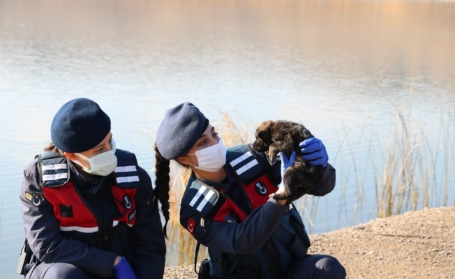 Kırıkkale’de jandarma sokak hayvanlarını unutmadı