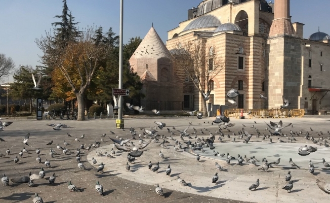Konya’da sokak ve caddeler sokak hayvanlarına ve kuşlara kaldı