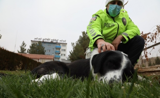 Malatya’da ayağı kırılan köpeğe polis sahip çıktı