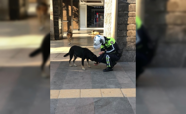 Polis ekipleri kısıtlamada sokak hayvanlarını besledi