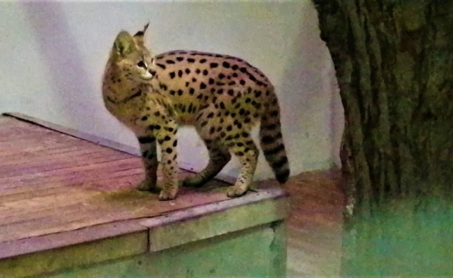 Sakarya’da yakalanan Afrika vahşi kedisi Kocaeli’de karantinaya alındı