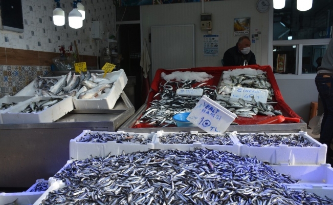 Sinop’ta balık çok, alan yok