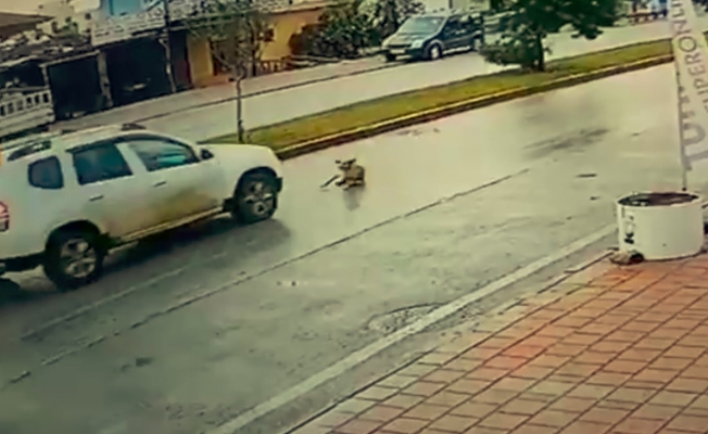 Vicdansız sürücü köpeğe çarpıp arkasına bile bakmadan kaçtı