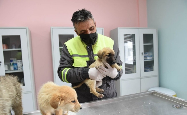 Altındağ Belediyesi donmak üzere olan 8 köpek yavrusuna sahip çıktı