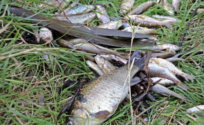Antalya’da balık ölümleriyle ilgili 10 işletme kapatıldı