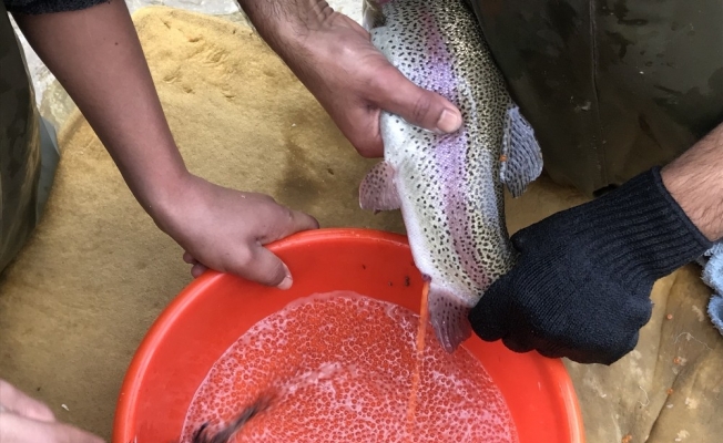 Bebek gibi bakılıyor tek tek el masajıyla yumurtaları alınıyor