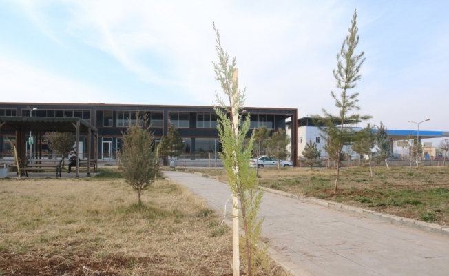 Bismil Devlet Hastanesi bahçesine 600 fidan dikildi
