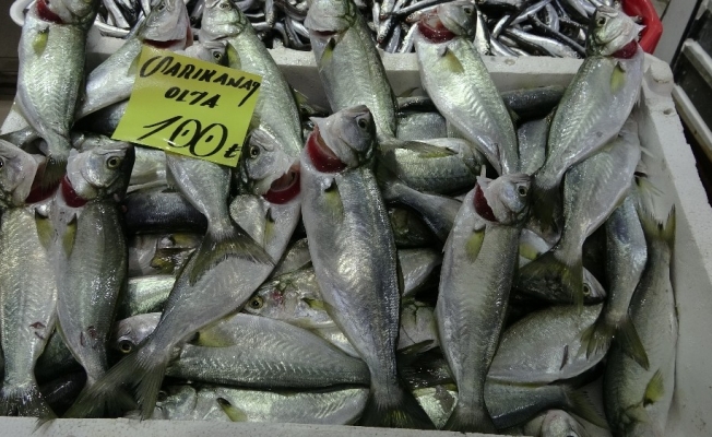 Çanakkale’de balık fiyatları el yakıyor