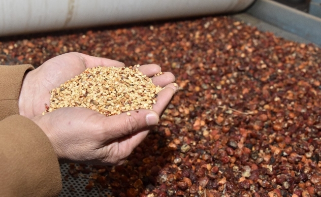 Çöpe atılan veya balıklara yem olan kuşburnu çekirdeği şimdilerde kozmetik sektöründe kullanılmaya başlandı