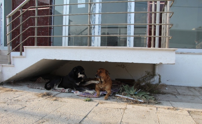 Ev sahibi kulübelerden rahatsız olunca olan sokak hayvanlarına oldu