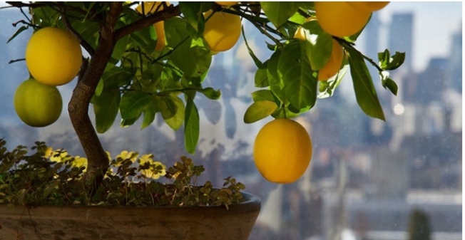 Evde limon ağacı nasıl yetiştirilir?