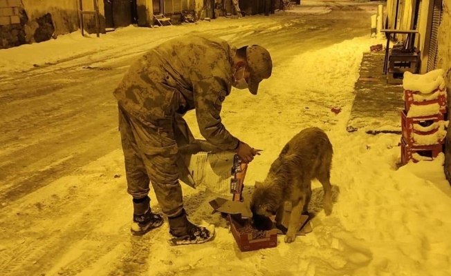 Jandarma sokak hayvanları için doğaya yem bıraktı