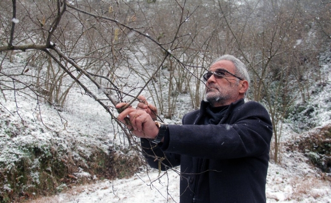 Kar yağışı fındık üreticisini sevindirdi